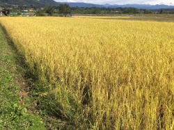 天日干しの絶品お米 ぐんまのはざかけ米 ぐり んユアサ 自然健康食品